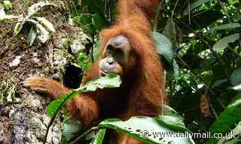 Orangutan speech is shaped by social mingling just like humans, study finds 