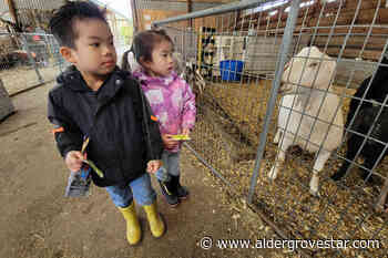 VIDEO: Langley's Aldor Acres opens its door for two days – Aldergrove Star - Aldergrove Star