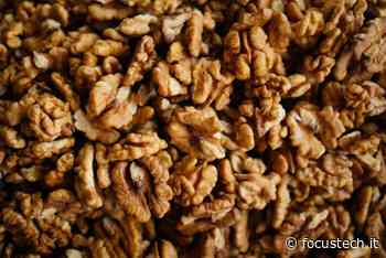 Colesterolo alto: le noci aiutano a ridurlo in modo naturale - FocusTECH