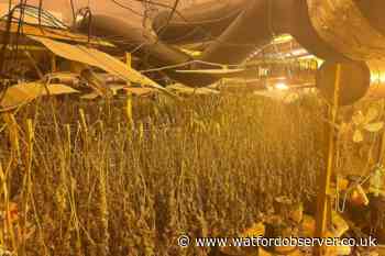 Police bust Hertfordshire's 'largest ever' cannabis factory