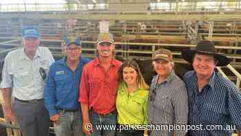 Angus steers hit a hefty $2500 at store cattle sale in Forbes - Parkes Champion-Post
