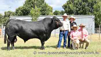 Flemington Limousin and Angus sell to $34,000 - Queensland Country Life