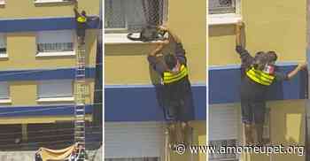 Com ajuda de escada, motoboy consegue resgatar gatinho preso do lado de fora de janela - Amo Meu Pet
