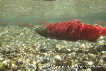Kokanee are ‘collapsed’ in Kootenay Lake but unlikely to disappear - North Delta Reporter