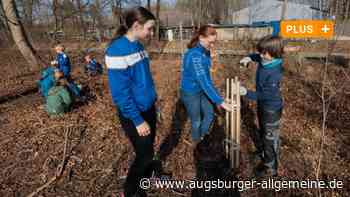 Neue Bäume am Augsburger Eiskanal stoßen bei Naturschützern auf Kritik
