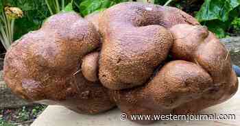 New Zealand Couple Submits Humongous 'Potato' to Guinness World Records but Gets Surprise Results