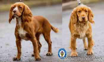 Police's Commonwealth pups at the starting line ready for duty - Solihull Observer