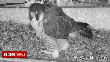 Leamington Spa town hall peregrine falcon lays two eggs in three days