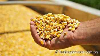 PhilMaize: Local corn still cheaper than imports from US, Brazil | Jasper Y. Arcalas - BusinessMirror