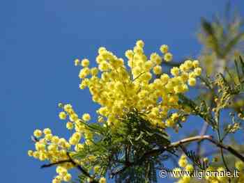 Mimosa, proprietà e benefici del fiore amico della pelle