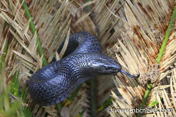 Rare snake that grows over 8 feet found in Alabama for only second time in more than 60 years