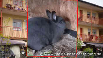 Hartz und herzlich: Tierischer Nachwuchs bei Carmen – „Babys bekommen“