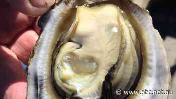 You may need a knife and fork to eat these Queensland oysters, and they're set to rival the Sydney rock