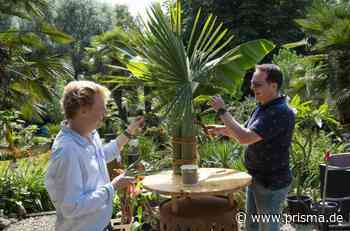 Garten und lecker - "Alles Banane" - Exotengarten in Raesfeld - WDR - TV-Programm - prisma