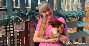 Okotoks chicken owners praise Calgary’s urban hen rules: ‘It’s been lovely and not stinky’