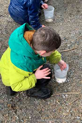 Salmon release event coming to Squamish - Pique Newsmagazine