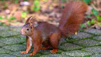 Essen: Eichhörnchen verursacht Chaos – 6.500 Einwohner betroffen - DER WESTEN