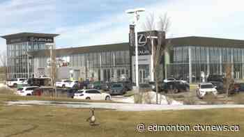 Gertrude the goose returns to Edmonton car dealership - CTV News Edmonton