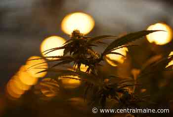 Kentucky House passes bill to legalize medical marijuana - Kennebec Journal and Morning Sentinel