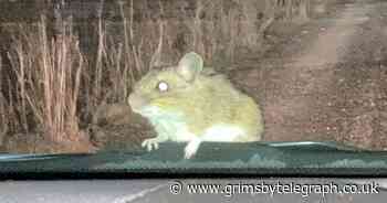 Say cheese: 'Car surfing' mouse hitches a lift - Grimsby Live - Grimsby Live