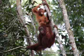 Orangutan vocabularies 'shaped by social mingling, like in humans' - St Helens Star