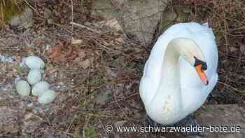 Sulzer Schwäne - Viele Gefahren lauern auf Nachwuchs - Schwarzwälder Bote