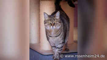 Ruhiges Zuhause für Katze Wilma (4) gesucht!