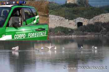 MANDURIA - Riserve Naturali, in fase di definizione un protocollo con i Carabinieri Forestali per istituire un presidio fisso alla Salina - ManduriaOggi