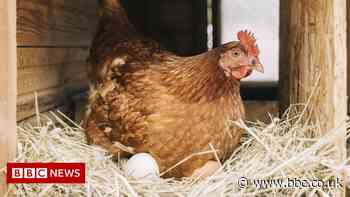 Free-range eggs no longer available in UK due to bird flu