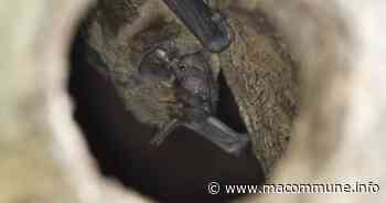 Une centaine de chauve-souris relâchée à Decize • macommune.info - MaCommune.info