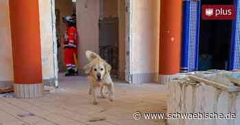Lindau: Rettungshundestaffel übt im Limare | schwäbische - Schwäbische