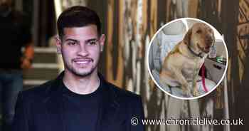 New dogs in Toon: Bruno Guimarães shares cute pic of his happy hounds on plane to North East - Chronicle Live