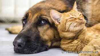 Ottawa Fire Services and Ottawa Humane Society providing decals to inform firefighters of pets in households - Ottawa.CityNews.ca