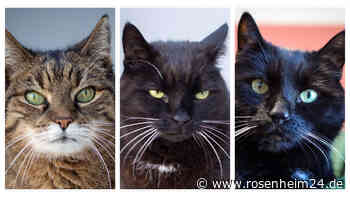 Katzen-Trio aus dem Tierheim sucht fürsorgliches Zuhause!