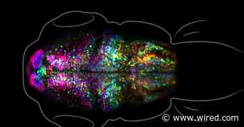 Scientists Watch A Memory Being Formed In A Living Brain