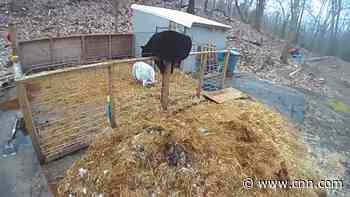 A black bear entered woman's pig pen. What happened next shocked her