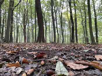 Zustand der Wälder in Minden-Lübbecke hat sich verbessert - Radio Westfalica