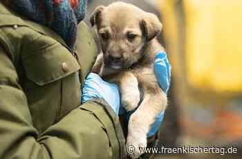 Tiere in Not: Tierärzte aus Coburg, Kronach und Lichtenfels setzen sich für die Haustiere von geflüchteten Ukrainern ein - Fränkischer Tag
