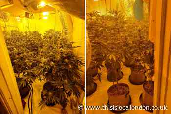 £100k worth of cannabis found during Edmonton police raid