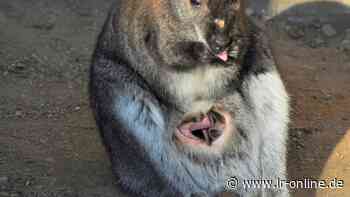 Tierpark Riesa: Neugieriger Blick in Riesa aus dem Kängurubeutel - Lausitzer Rundschau