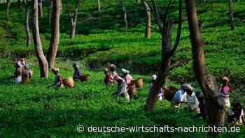 EU will Unternehmen verpflichten bei Lieferketten genauer hinzuschauen – und erntet Kritik