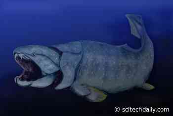 Our Ancient Ancestors Evolved To Be Strong and Snappy