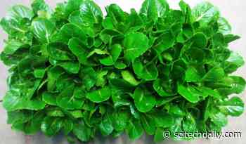 This Space-Grown Lettuce Could Help Astronauts Avoid Bone Loss – And Could Help People on Earth Too