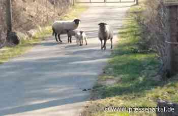 POL-PDTR: Tierhalter von freilaufenden Schafen gesucht