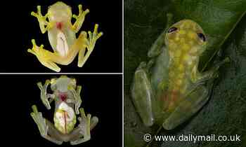 Two new species of frogs are discovered in Ecuador with completely SEE-THROUGH bellies