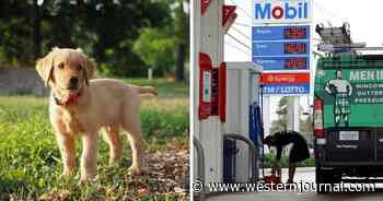Bloomberg Opinion: Fight Inflation by Letting Your Pet Die, Sell Your Car, and Eat Lentils