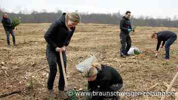 Wolfsburger Firma pflanzt am Elm fast 4.000 Bäume