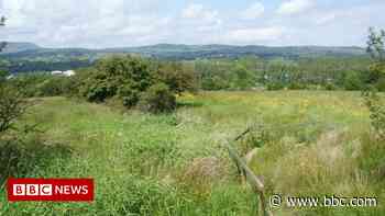 Gib Hill: 40 acres between Nelson and Colne could become nature reserve - BBC.com