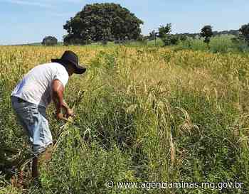 Agricultores familiares de Campina Verde retomam produção de arroz, de olho nos bons preços - Agência Minas Gerais (.gov)