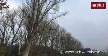 Die meisten Pappeln in Trossingen können stehen bleiben - Schwäbische